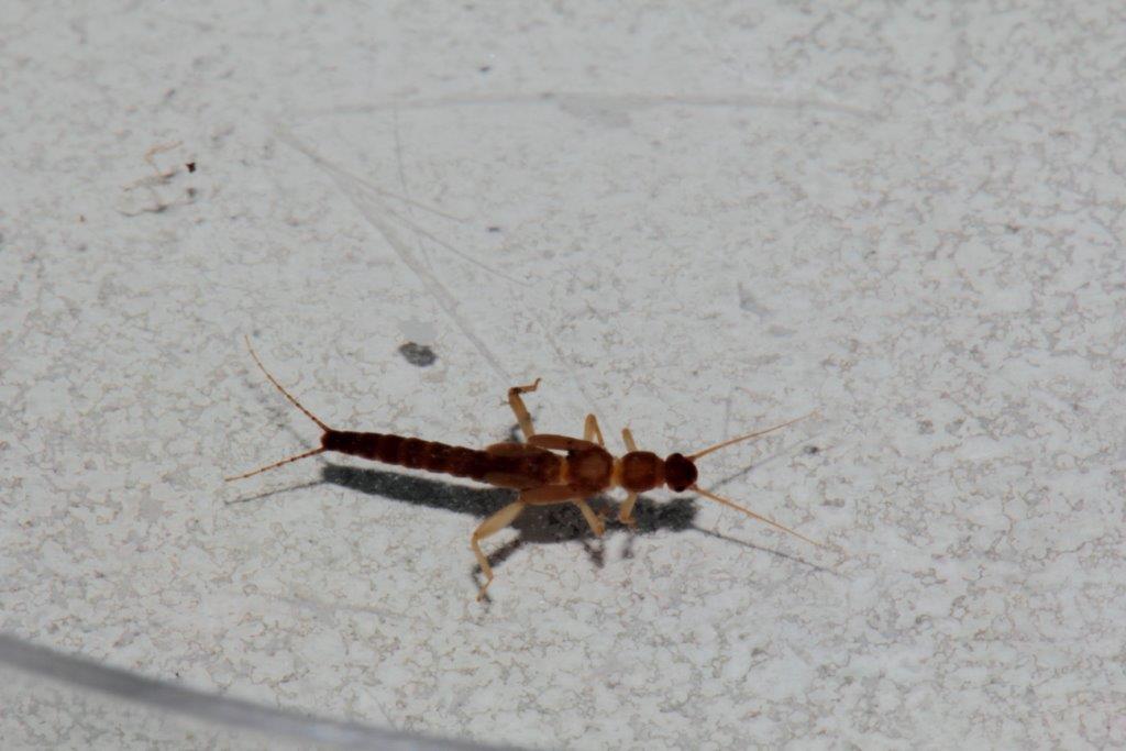 Plecotteri: foto di laboratorio da confermare